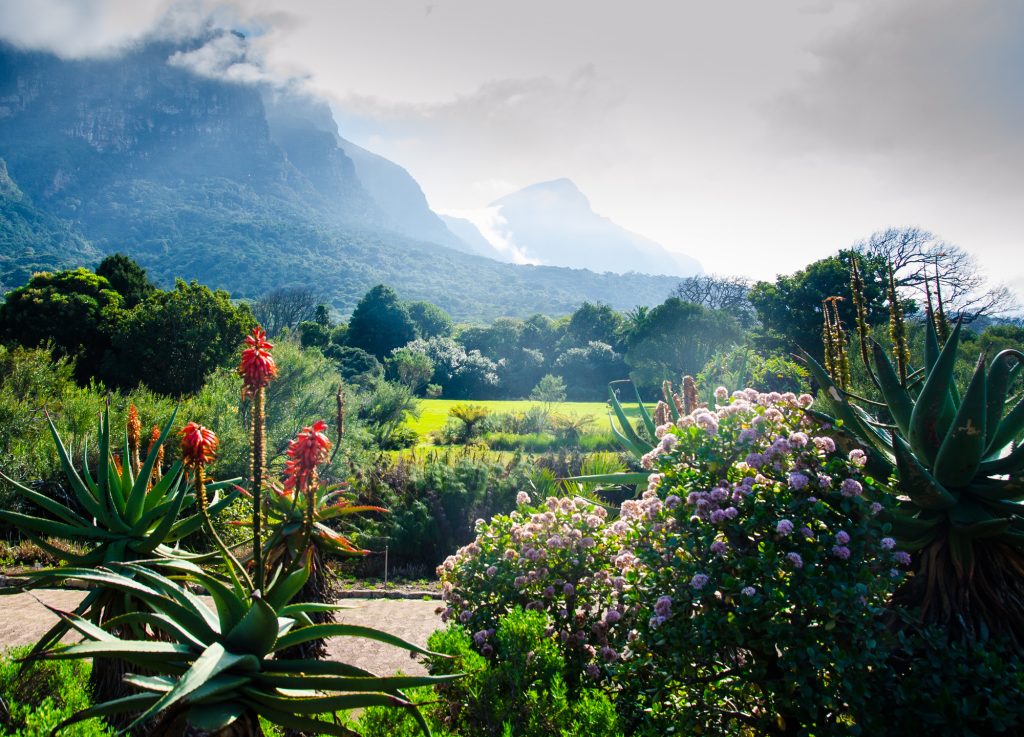 Kirstenbosch Revealed - Africa's Greatest Garden -